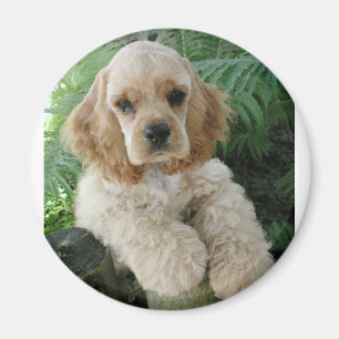 Amerikaner-Cocker spaniel-Hund und der grüne Farn Magnet