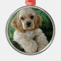 Amerikaner-Cocker spaniel-Hund und der grüne Farn