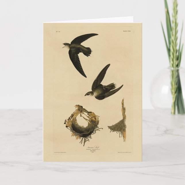 Amerikaner (Kamin) Swift Audubon, Vögel von Amerik Karte (Vorderseite)