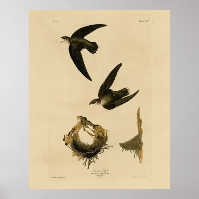 Amerikaner (Kamin) Swift Audubon, Vögel von Amerik Poster (Vorne)