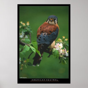 Amerikaner Kestral Poster