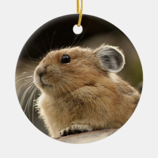 Amerikaner Pika Keramik Ornament (Vorne)