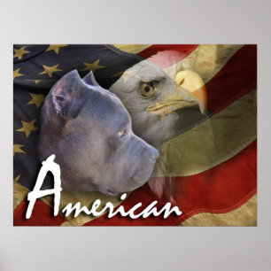 Amerikaner Pitbull Terrier Hund, Flagge, Poster