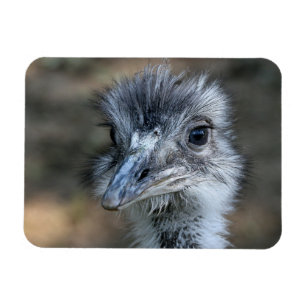 Amerikaner-Rhea-Porträt Magnet