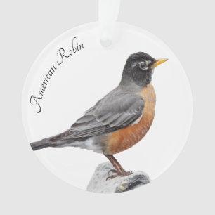 Amerikaner Robin Ornament
