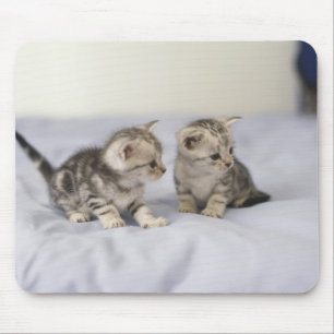 Amerikaner Shorthair 7 Mousepad