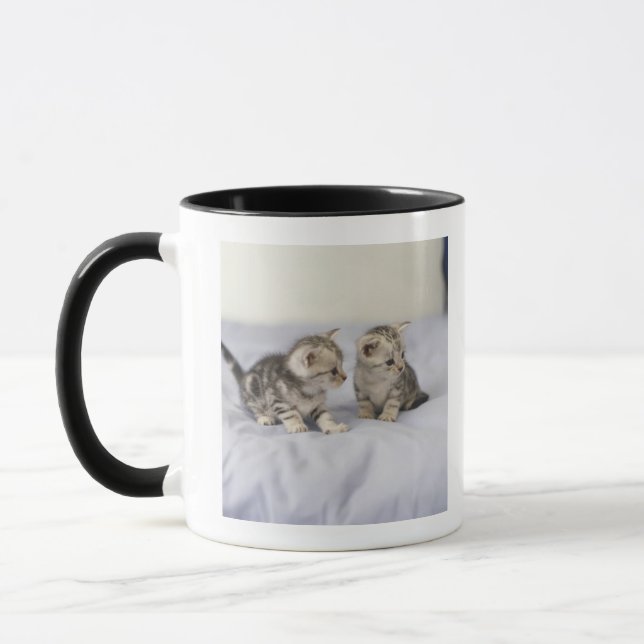 Amerikaner Shorthair 7 Tasse (Links)