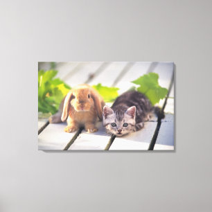 Amerikaner Shorthair; ist das populärste und die Leinwanddruck