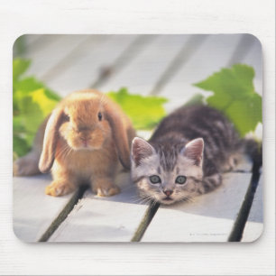 Amerikaner Shorthair; ist das populärste und die Mousepad