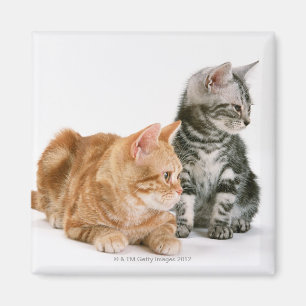 Amerikaner Shorthair Katze 2 Magnet
