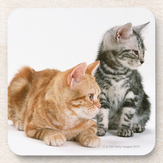 Amerikaner Shorthair Katze 2 Untersetzer (Vorderseite)