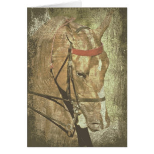 Amerikanisch Saddlebred