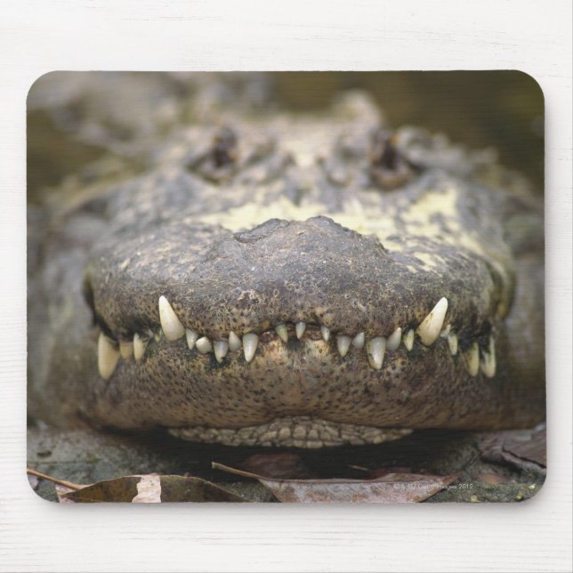 Amerikanische Alligatorin Mousepad (Vorne)