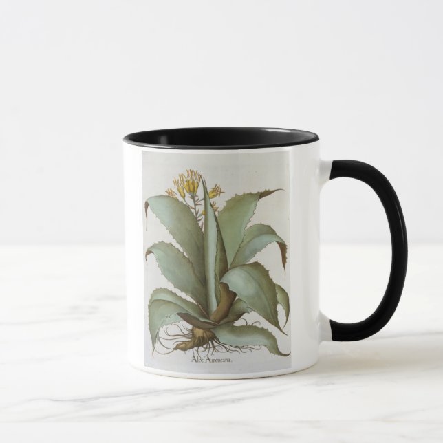 Amerikanische Aloe: Aloe Americana, vom 'Hortus Ey Tasse (Rechts)