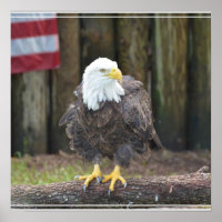 Amerikanische Bald-Adler auf einem Log