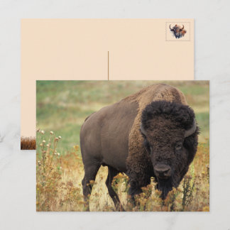 Amerikanische Bison / Büffel-Postkarte Feiertagspostkarte