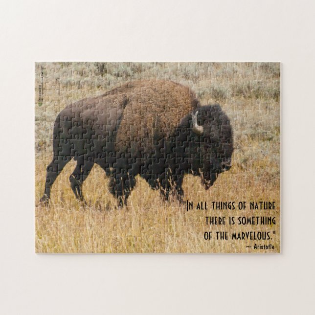Amerikanische Bison-Grazes im Foto für Wiesengras Puzzle (Horizontal)