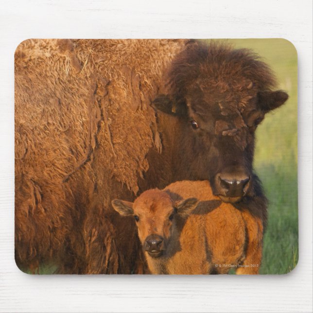 Amerikanische Bison Kuh und Kalb, Norddakota Mousepad (Vorne)