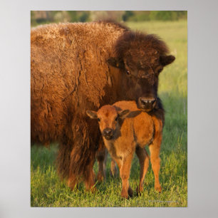 Amerikanische Bison Kuh und Kalb, Norddakota Poster