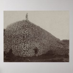 Amerikanische Bison Skulls als Boden für Dünger Poster
