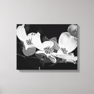 Amerikanische Blüten aus Dogwood blühen schwarz un Leinwanddruck
