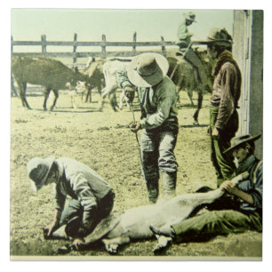 Amerikanische Cowboys, die ein Kalb, c.1900 (Foto, Fliese