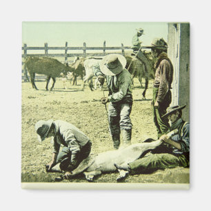 Amerikanische Cowboys, die ein Kalb, c.1900 (Foto, Magnet