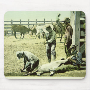 Amerikanische Cowboys, die ein Kalb, c.1900 (Foto, Mousepad