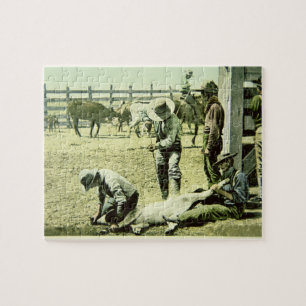 Amerikanische Cowboys, die ein Kalb, c.1900 (Foto, Puzzle