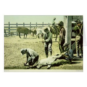 Amerikanische Cowboys, die ein Kalb markieren, c.1