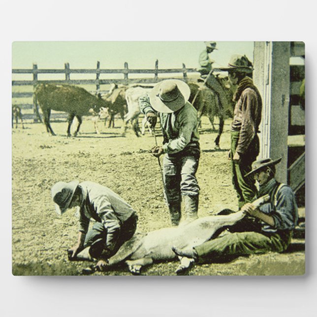 Amerikanische Cowboys, die ein Kalb markieren, c.1 Fotoplatte (Vorderseite)