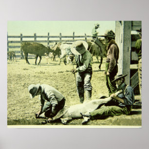 Amerikanische Cowboys, die ein Kalb markieren, c.1 Poster