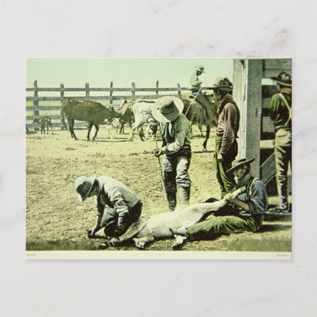 Amerikanische Cowboys, die ein Kalb markieren, c.1 Postkarte (Vorderseite)