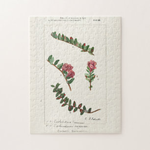 Amerikanische Cranberry (Vaccinium Macrocarpon) Puzzle