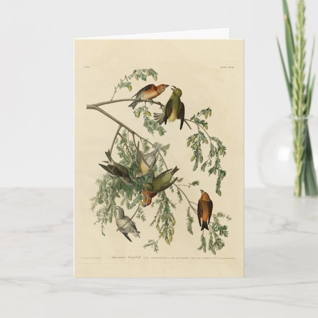 Amerikanische Crossbill aus Audubons Vögeln Amerik Karte (Vorderseite)