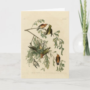 Amerikanische Crossbill aus Audubons Vögeln Amerik Karte