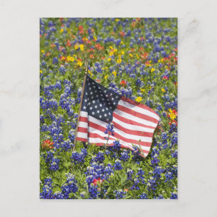 Amerikanische Flagge auf einem Feld von blauen Moh Postkarte