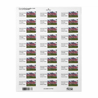 Amerikanische Flaggen und Kreuzungen