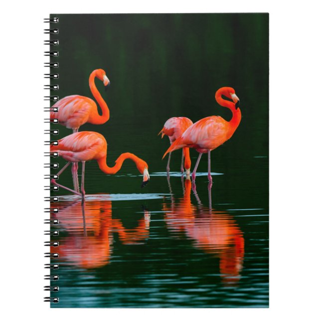Amerikanische Flamingos mit Reflections Restand Fo Notizblock (Vorderseite)