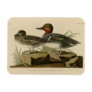 Amerikanische Flügel Aquamarin von Audubons Vogel Magnet
