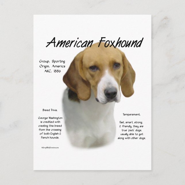 Amerikanische Foxhound-Geschichte, alles rund um F Postkarte (Vorderseite)