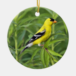 Amerikanische Goldfinch-Verzierung Keramik Ornament