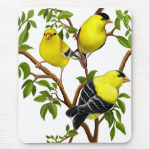 Amerikanische Goldfinches in den Reben Mousepad
