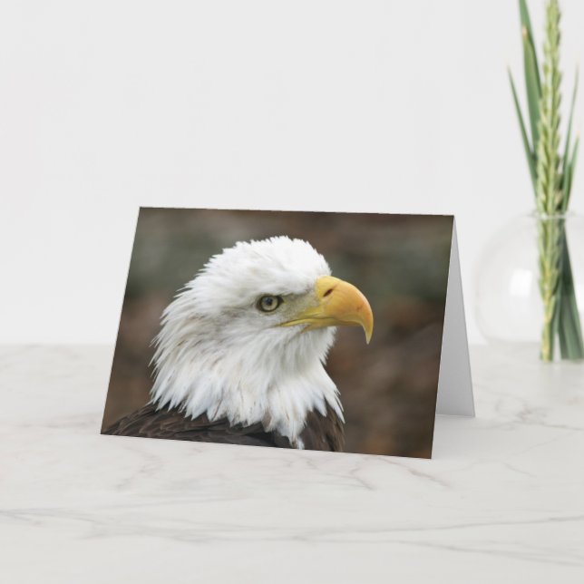 Amerikanische Gruß-Karte des Weißkopfseeadler-2 Karte (Vorderseite)