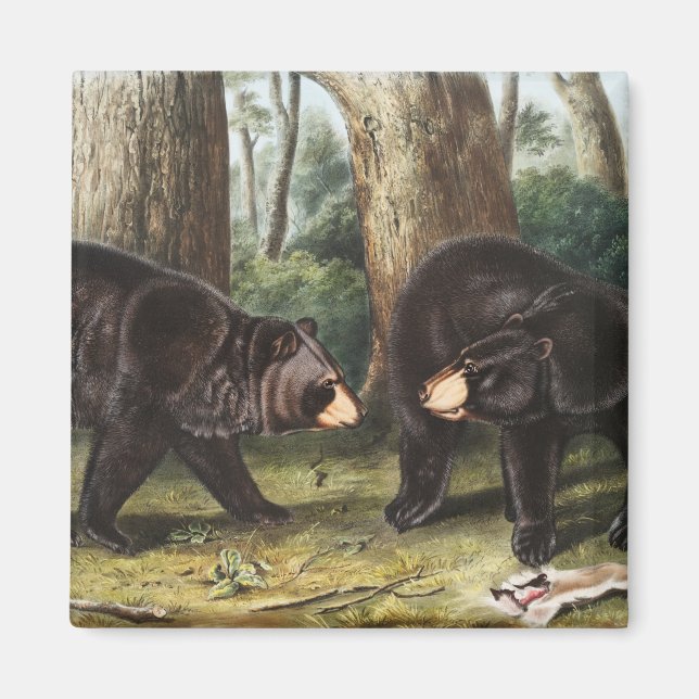 Amerikanische Illustration des schwarzen Bären Urs Magnet (Vorne)