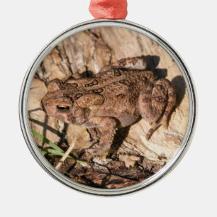 Amerikanische Kröte Silbernes Ornament