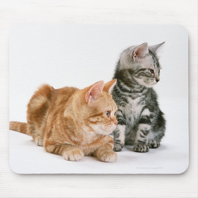 Amerikanische Kurzkatze 2 Mousepad (Vorne)