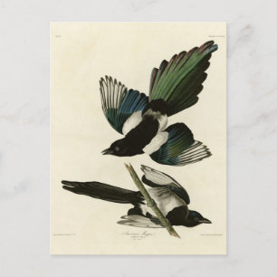 Amerikanische Magpie von Audubons Vögeln Amerikas Postkarte