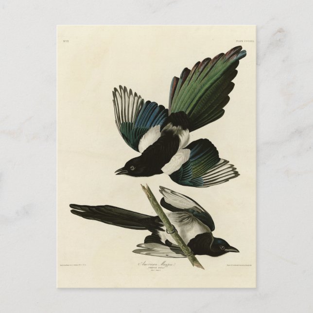 Amerikanische Magpie von Audubons Vögeln Amerikas Postkarte (Vorderseite)