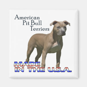Amerikanische Pitbull-Terrier: Quadratischer Magnet